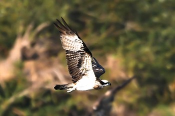 2023年11月5日(日) 利根大堰の野鳥観察記録