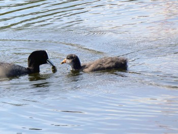 Eurasian Coot Perth, WA, Australia Fri, 10/20/2023