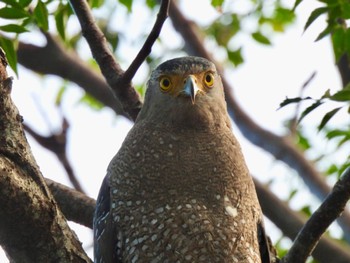 Crested Serpent Eagle Ishigaki Island Tue, 10/24/2023