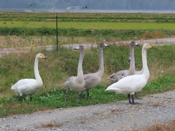 Whooper Swan Izunuma Sun, 11/5/2023