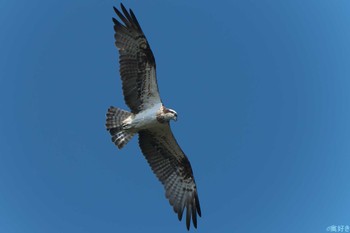 Osprey 明石市 Fri, 11/3/2023