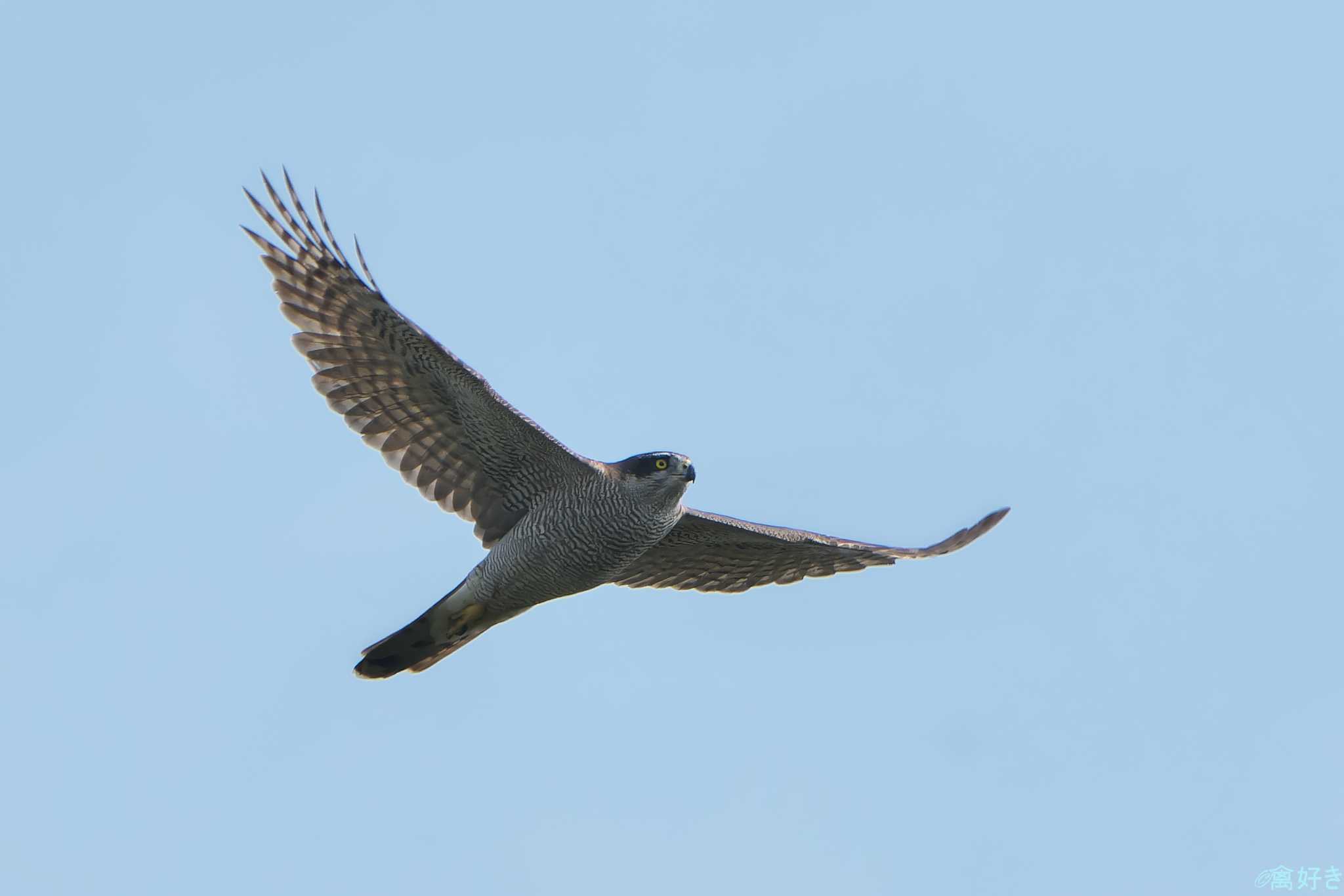 Eurasian Goshawk