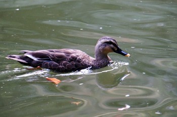 Eastern Spot-billed Duck 成田山公園 Mon, 11/6/2023