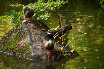 Eastern Spot-billed Duck 成田山公園 Mon, 11/6/2023