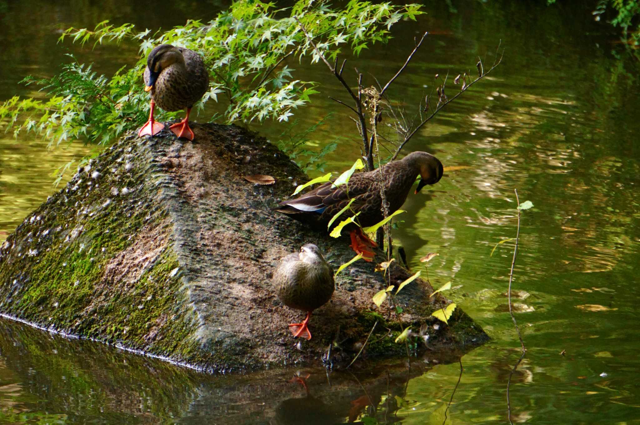 成田山公園 カルガモの写真 by まぼう