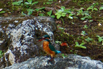 Common Kingfisher 成田山公園 Mon, 11/6/2023