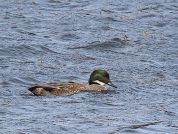 Falcated Duck 平筒沼(宮城県登米市) Mon, 11/6/2023