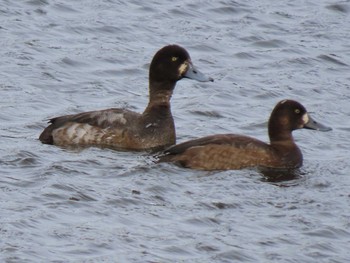 Greater Scaup 平筒沼(宮城県登米市) Mon, 11/6/2023