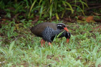 2023年5月10日(水) 沖縄県の野鳥観察記録