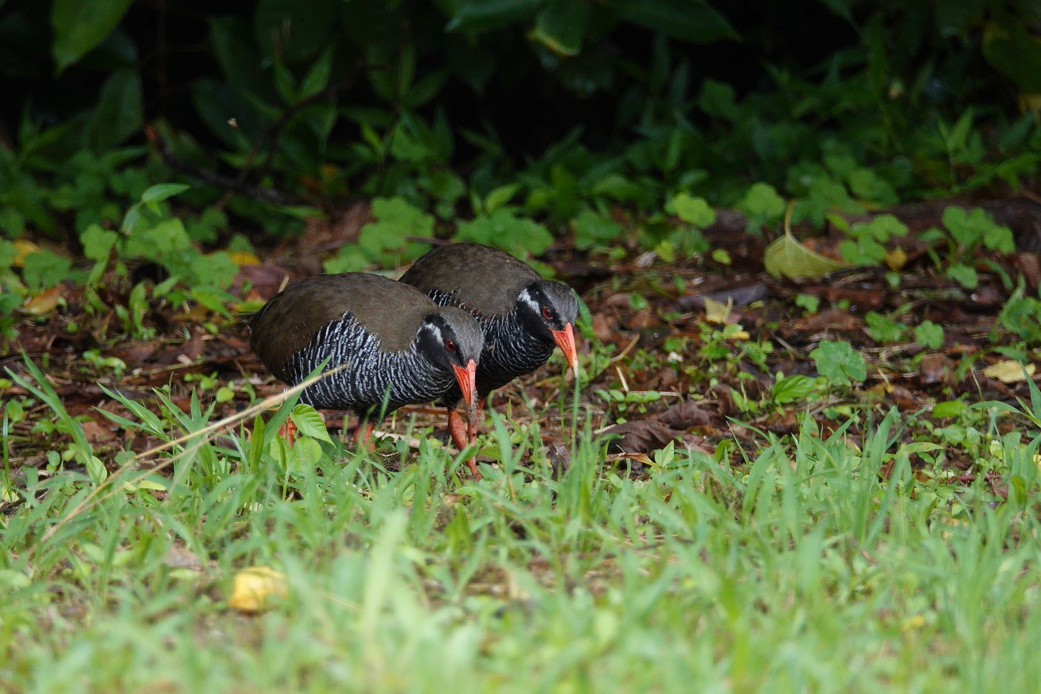 Photo of Okinawa Rail at 沖縄県 by のどか