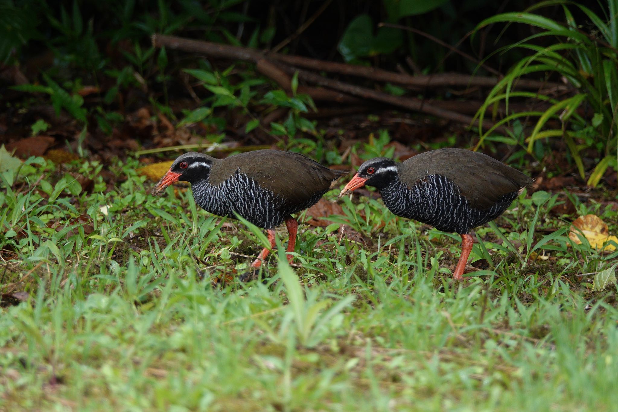 Photo of Okinawa Rail at 沖縄県 by のどか