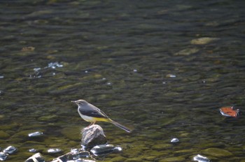 Grey Wagtail 大口町 Sun, 11/5/2023