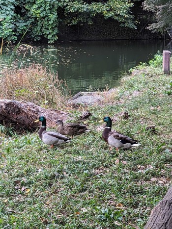 マガモ 井の頭公園 2023年11月6日(月)