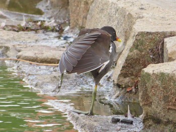 Common Moorhen 弁天池公園(大阪府門真市) Sun, 11/5/2023