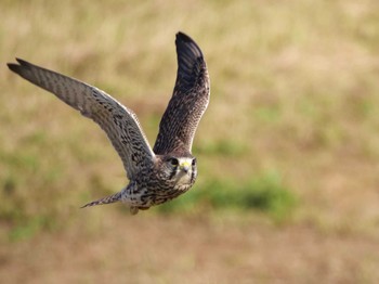 Common Kestrel 千葉県松戸市 Fri, 11/3/2023