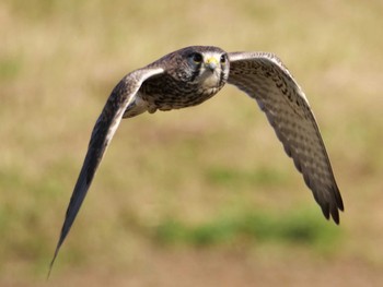 Common Kestrel 千葉県松戸市 Fri, 11/3/2023