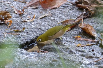 Warbling White-eye 平谷川 Fri, 11/3/2023