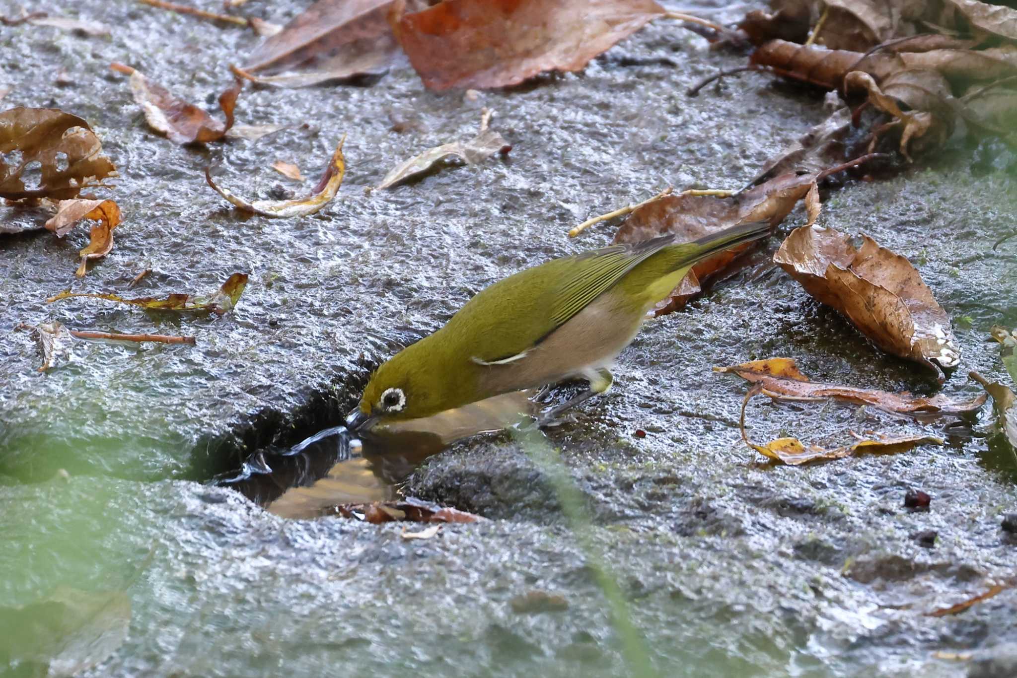 Photo of Warbling White-eye at 平谷川 by いわな