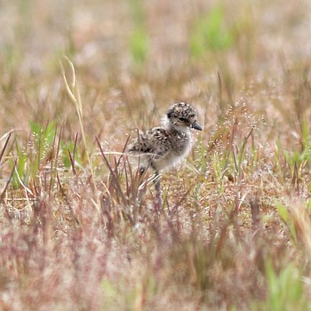 Grey-headed Lapwing 各務原市 Thu, 5/15/2014