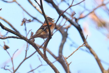 アトリ 戸隠森林植物園(戸隠森林公園) 2023年11月3日(金)