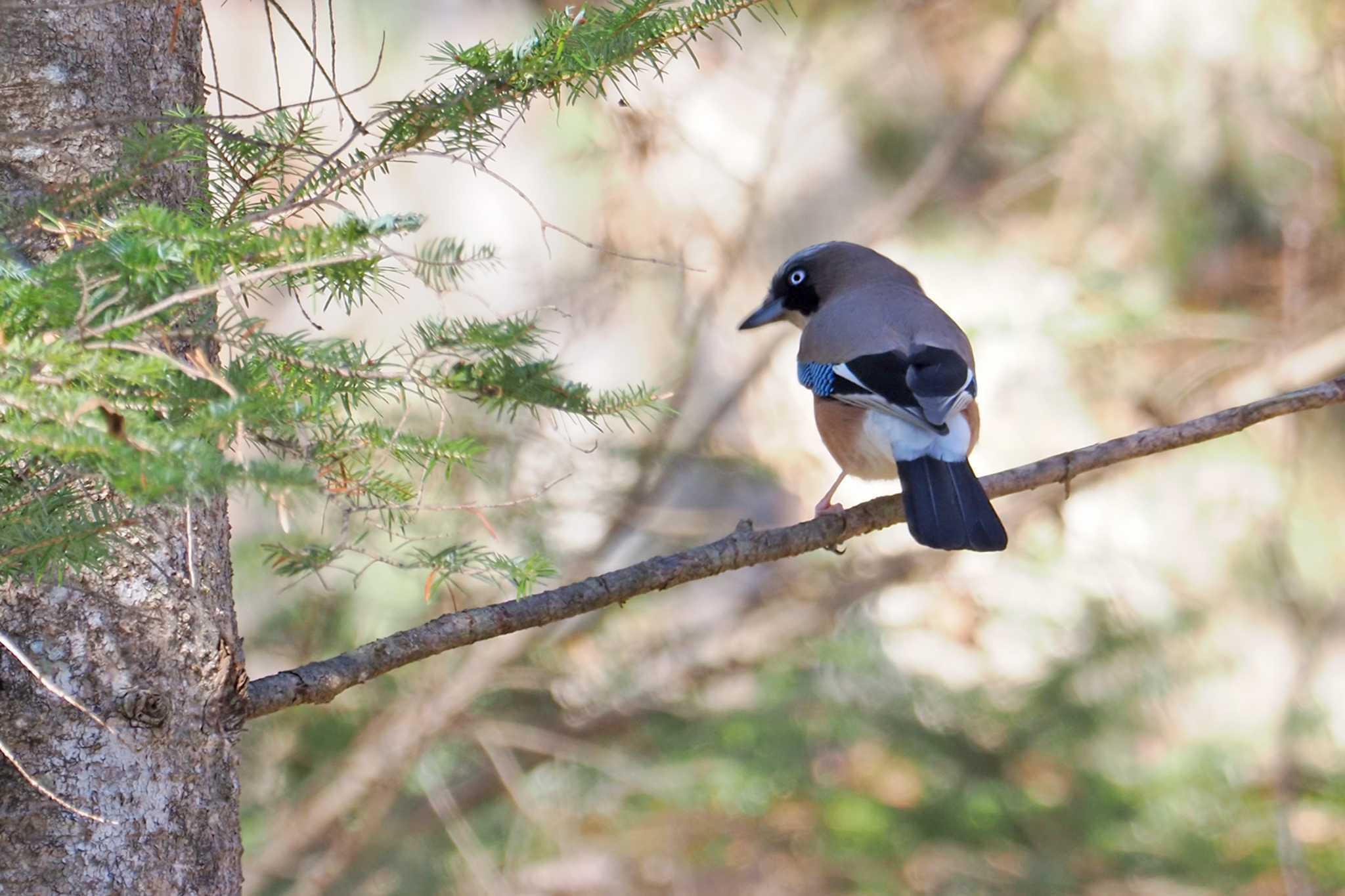 Eurasian Jay