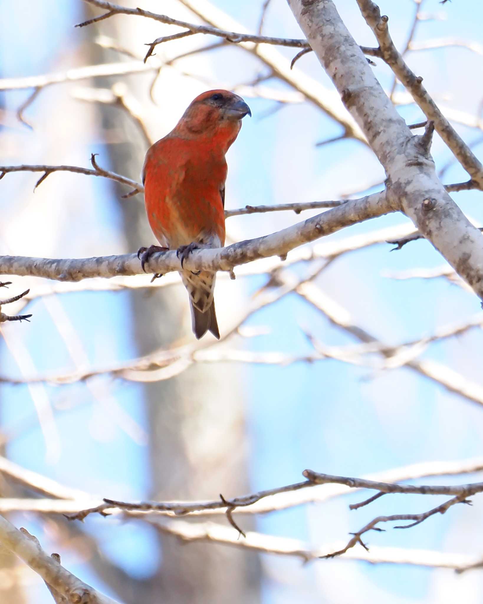 Red Crossbill