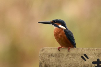 Common Kingfisher 都内市街地 Sat, 11/4/2023