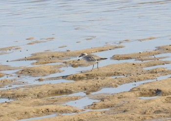 Fri, 11/3/2023 Birding report at 安濃川河口