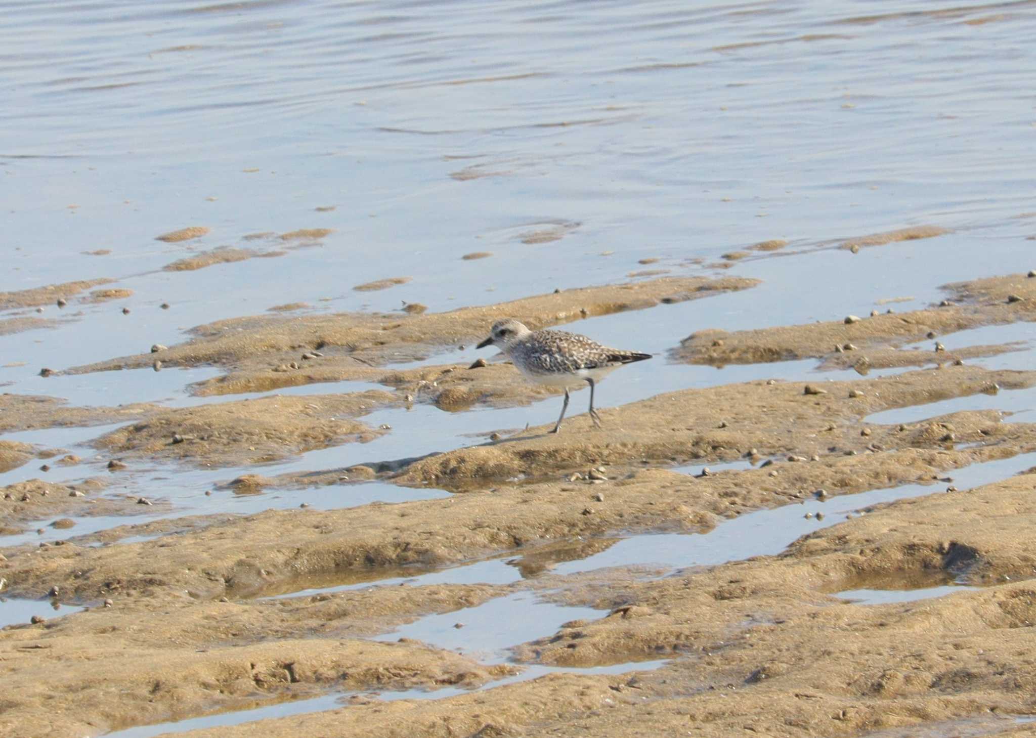 Red-necked Stint