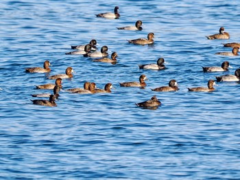 キンクロハジロ お台場海浜公園 2023年11月1日(水)