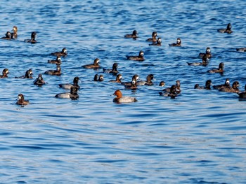 ホシハジロ お台場海浜公園 2023年11月1日(水)