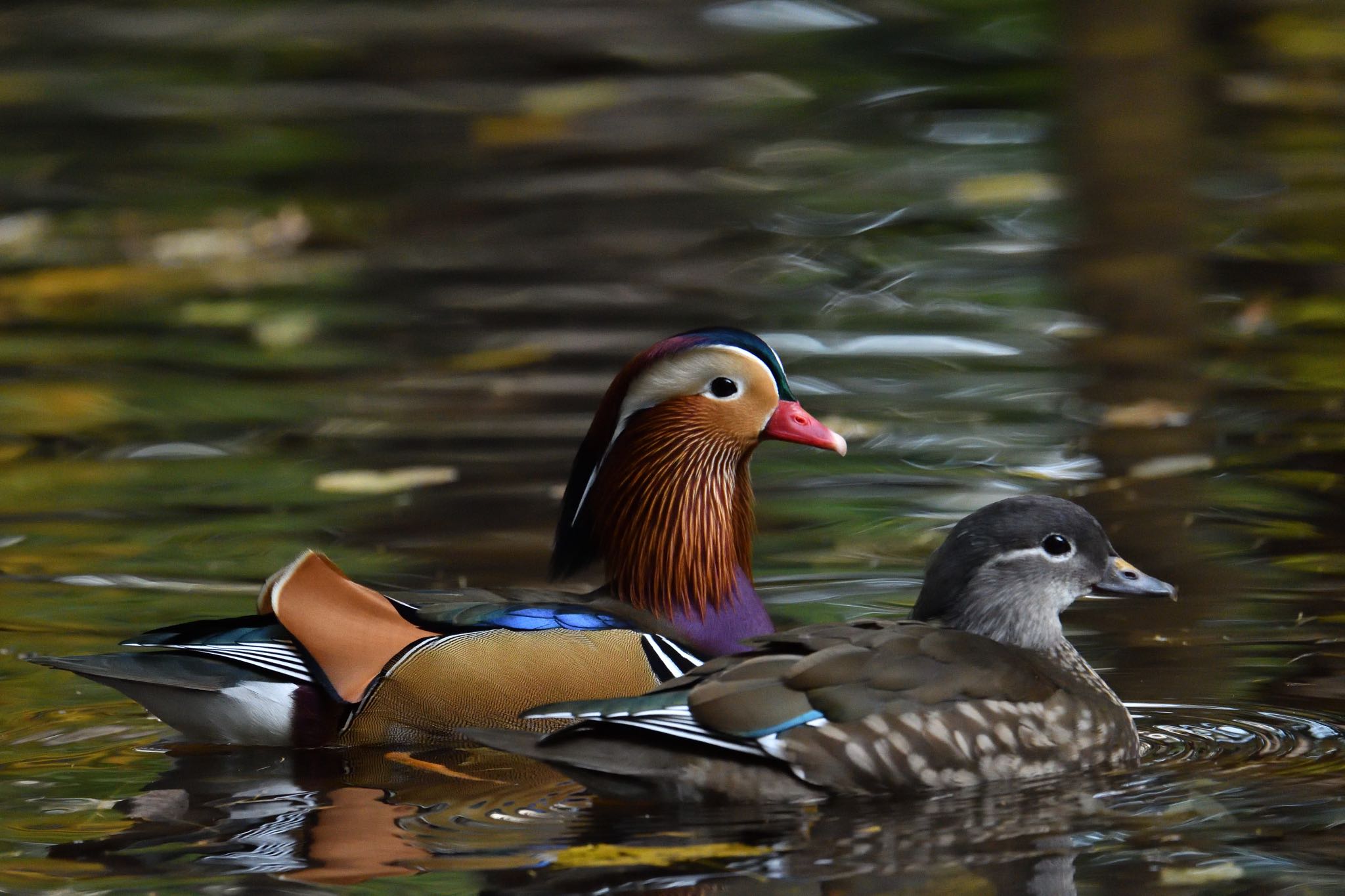 Photo of Mandarin Duck at 札幌 by あん子