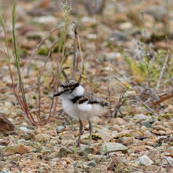 2014年5月15日(木) 各務原市の野鳥観察記録