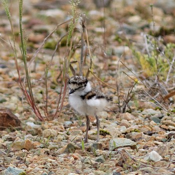 Little Ringed Plover 各務原市 Thu, 5/15/2014