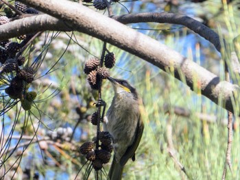 Singing Honeyeater Lake Monger, Perth, WA, Australia Tue, 10/17/2023