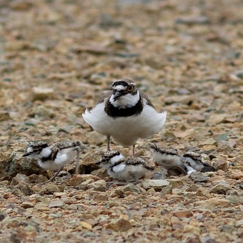 Little Ringed Plover 各務原市 Thu, 5/15/2014