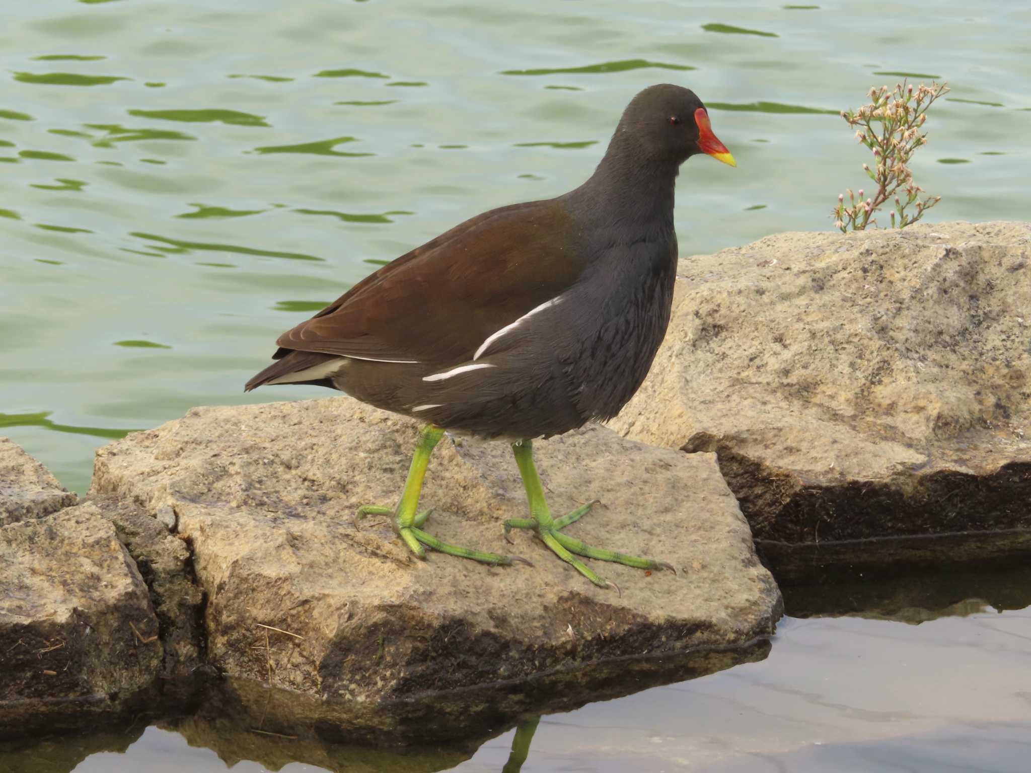 Photo of Common Moorhen at 弁天池公園(大阪府門真市) by ゆ