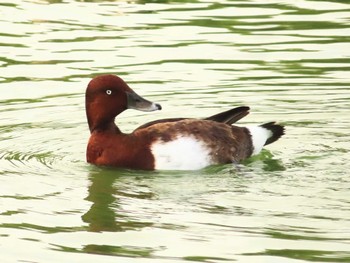 Ferruginous Duck 弁天池公園(大阪府門真市) Sun, 11/5/2023