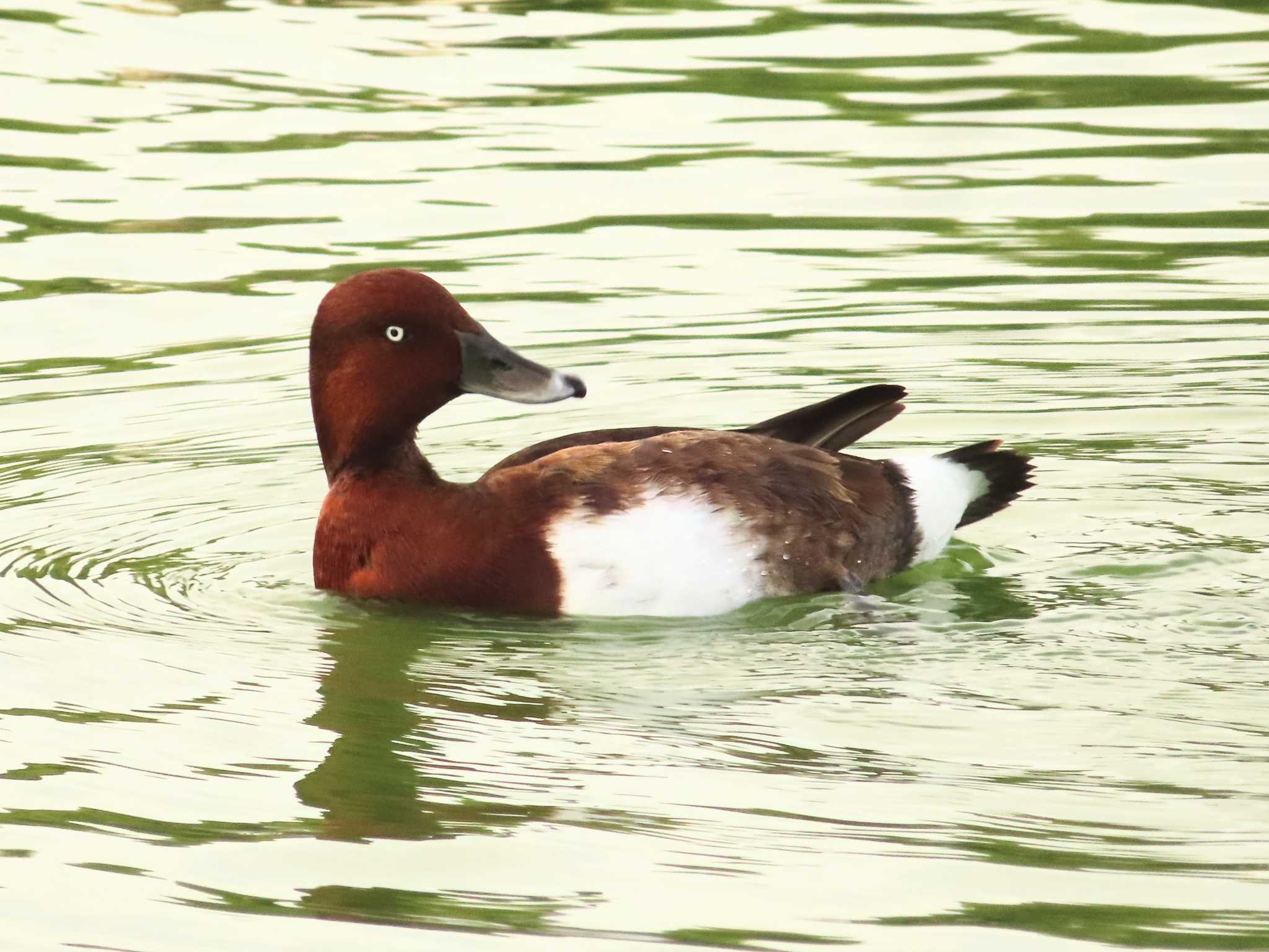 Ferruginous Duck