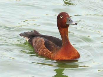 メジロガモ 弁天池公園(大阪府門真市) 2023年11月5日(日)