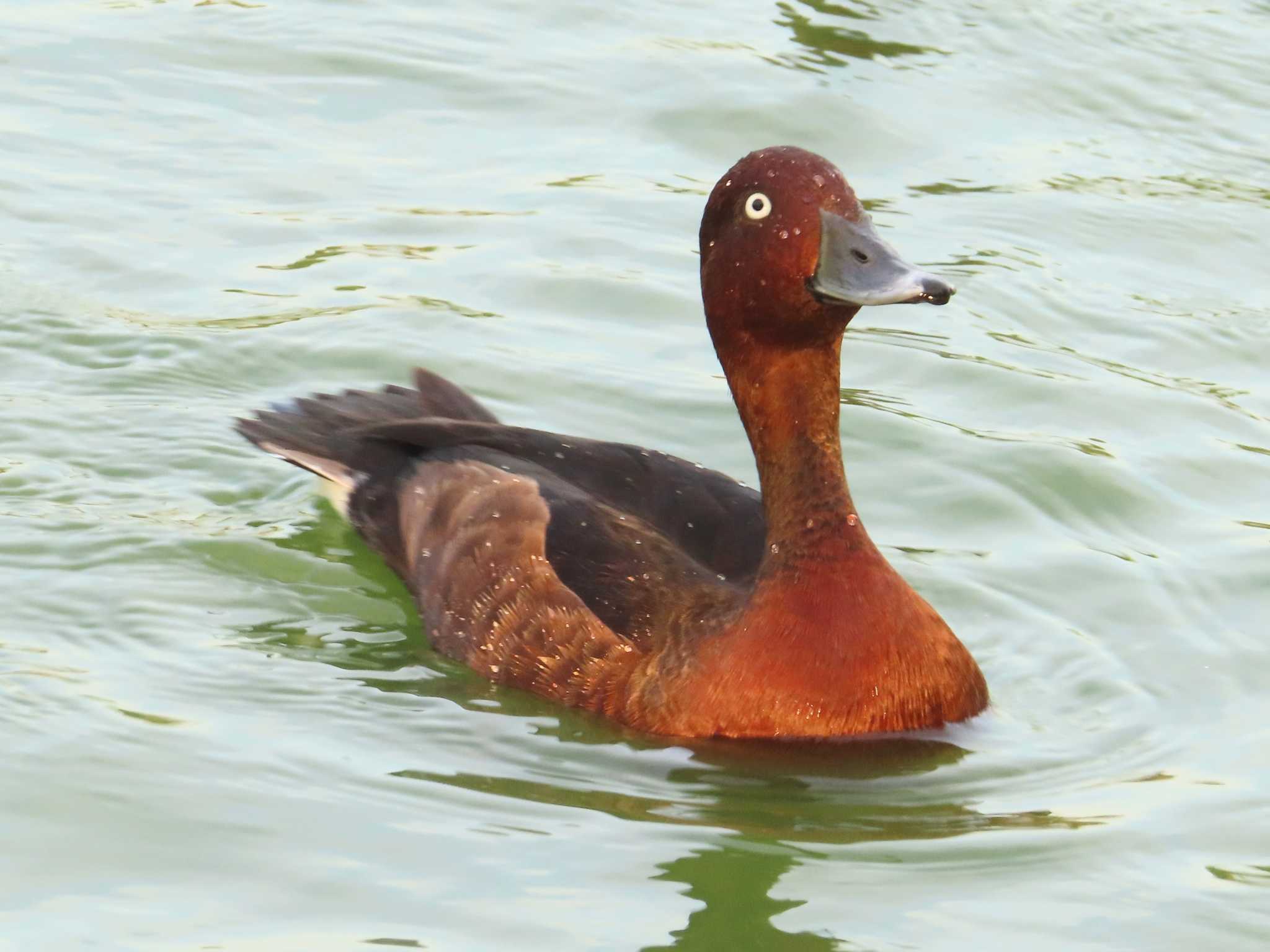 Ferruginous Duck