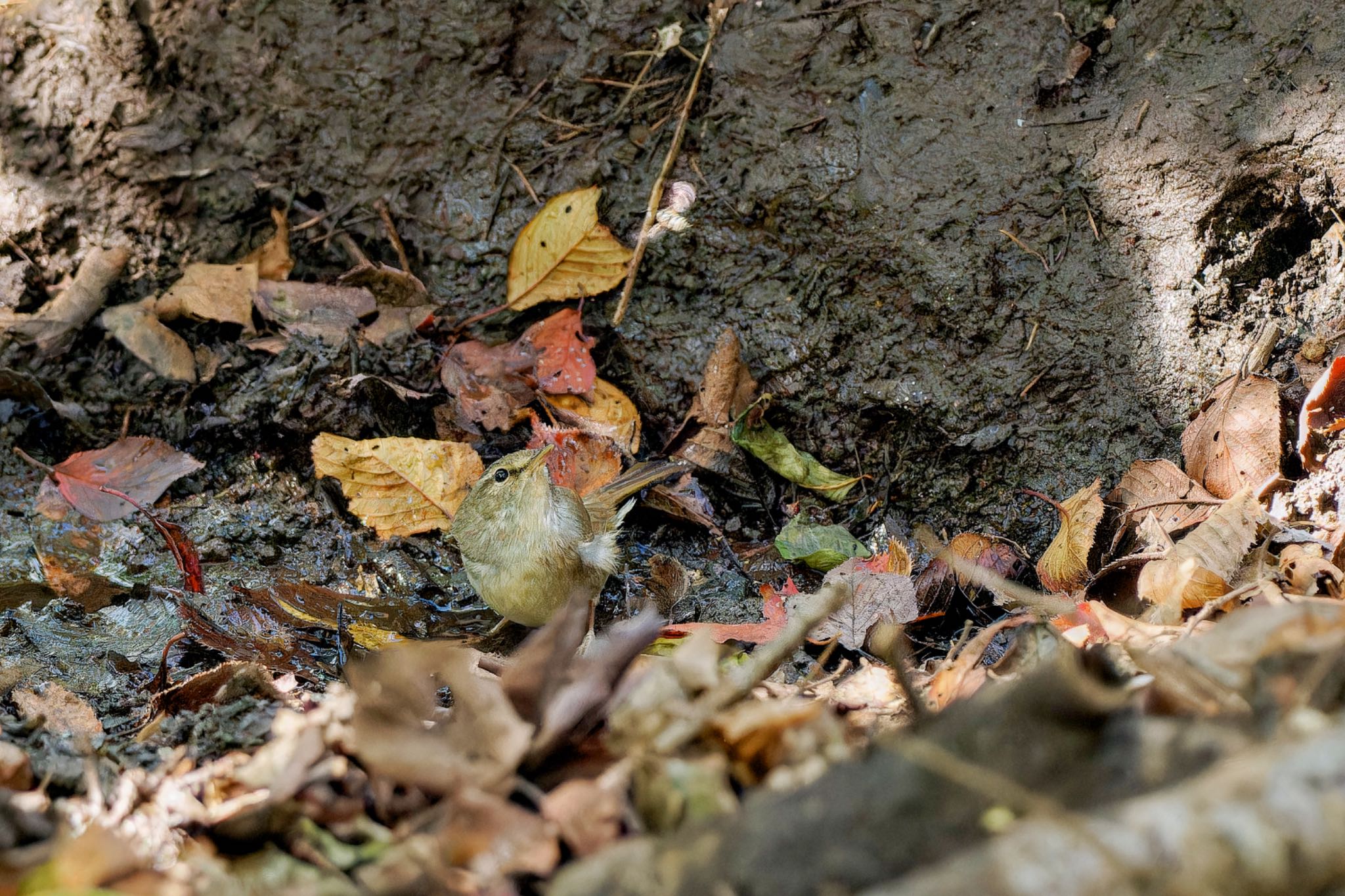 権現山(弘法山公園) ウグイスの写真 by アポちん