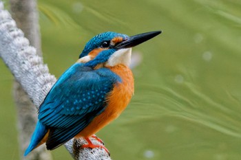 2023年11月5日(日) 竹山池の野鳥観察記録