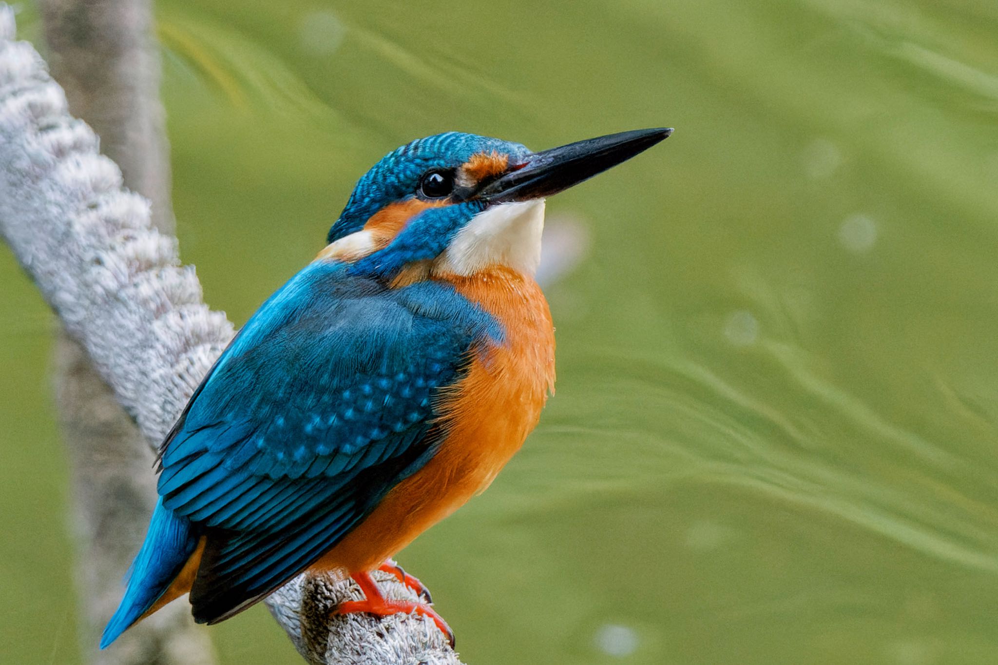 Common Kingfisher