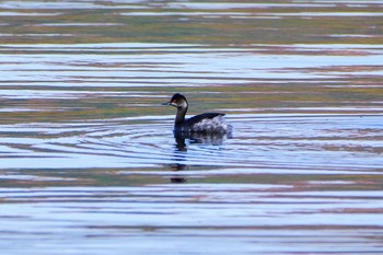 Black-necked Grebe 旭日丘湖畔緑地公園 Wed, 11/1/2023