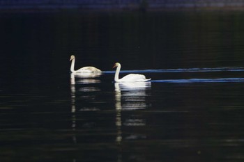 コブハクチョウ 旭日丘湖畔緑地公園 2023年11月1日(水)