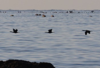 ヒメウ 大磯照ヶ崎海岸 2023年11月3日(金)