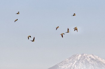 アオバト 大磯照ヶ崎海岸 2023年11月3日(金)