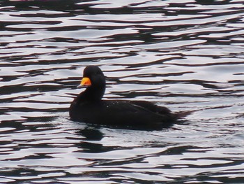 2023年2月1日(水) 志津川湾の野鳥観察記録