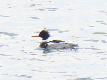 ウミアイサ 志津川湾 2023年2月1日(水)